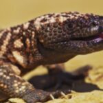 Deadly Delusions: The Shocking Reality of Gila Monster Ownership!