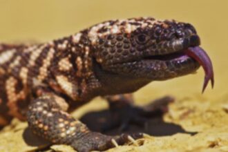 Deadly Delusions: The Shocking Reality of Gila Monster Ownership!