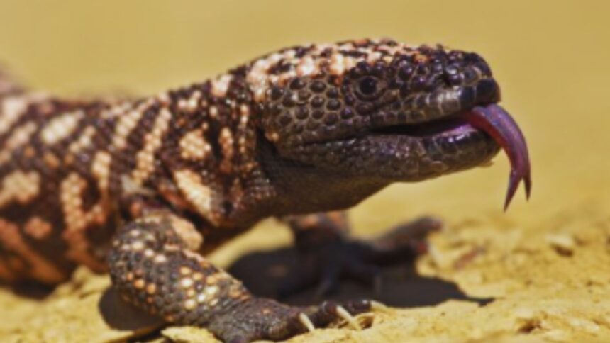 Deadly Delusions: The Shocking Reality of Gila Monster Ownership!