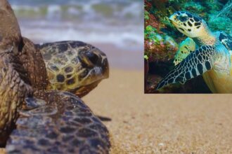 Unveiling the Mystery: Zanzibar's Heartbreak Over Deadly Sea Turtle Consumption!