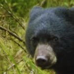 Terror in Tranquility: Bear Attack Shatters Slovakian Town!