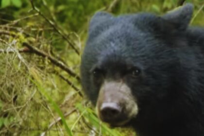 Terror in Tranquility: Bear Attack Shatters Slovakian Town!