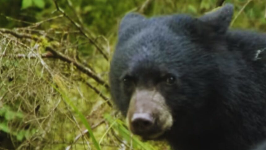 Terror in Tranquility: Bear Attack Shatters Slovakian Town!