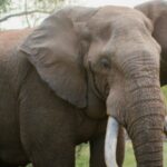 "R.I.P" Tragedy Strikes: US Tourist Fatally Injured by Charging Elephant While on Safari in Zambia