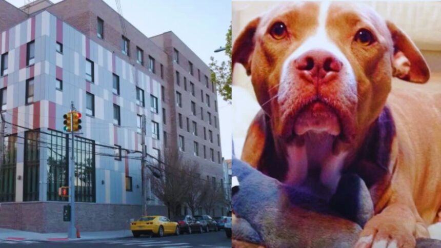 Devastating Tragedy: Pit Bull Mauls Owner to Death in Bronx Apartment