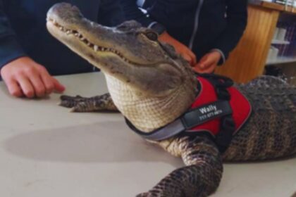 The Tale of Wally: A Missing Alligator and the Community's Quest for Reunion!