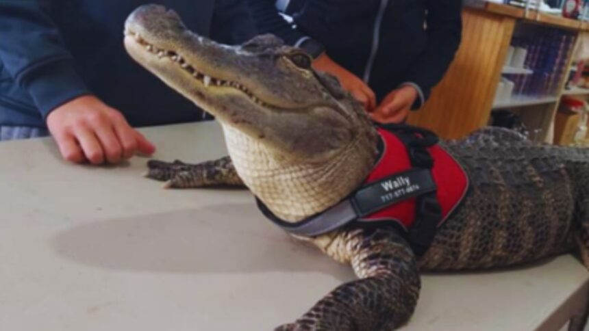 The Tale of Wally: A Missing Alligator and the Community's Quest for Reunion!