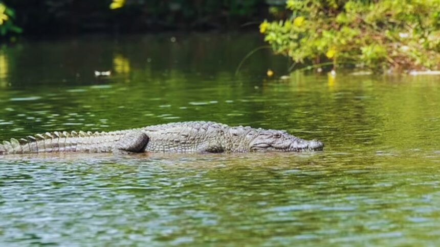 "Shocking Tragedy: Mother Throws Disabled Son to Crocodiles After Father's Heartless Demand"